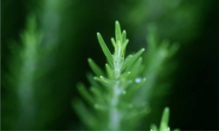 Growing Rosemary Indoors: Tips & Tricks