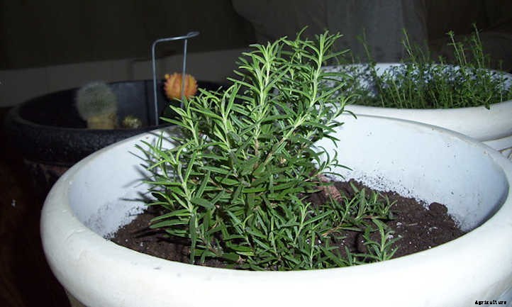 Growing Rosemary Indoors: Tips & Tricks