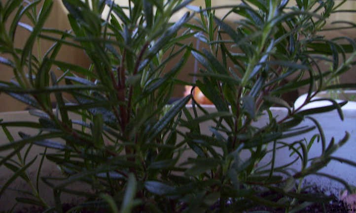 Growing Rosemary Indoors: Tips & Tricks