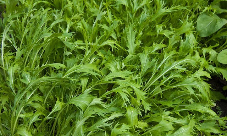 Growing Mizuna: Peppery Asian Salad Greens