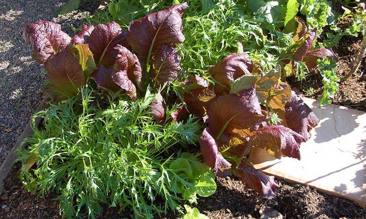 Growing Mizuna: Peppery Asian Salad Greens