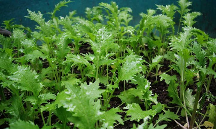 Growing Mizuna: Peppery Asian Salad Greens
