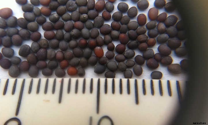 Growing Mizuna: Peppery Asian Salad Greens