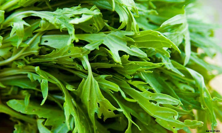 Growing Mizuna: Peppery Asian Salad Greens