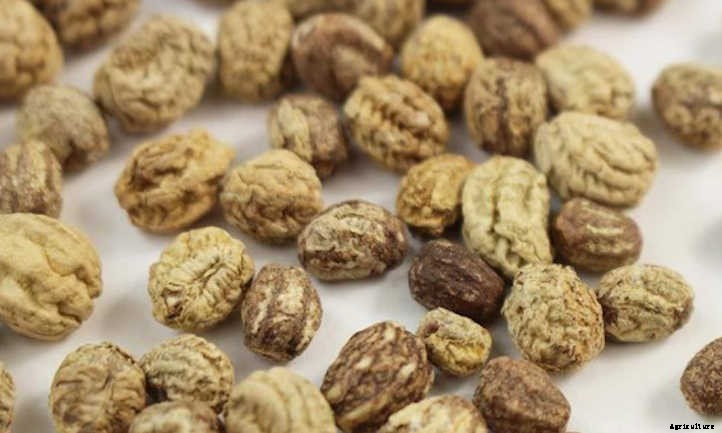 How to Grow Nasturtium Microgreens Fast and Easy