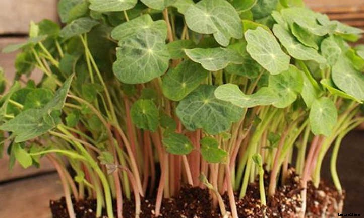How to Grow Nasturtium Microgreens Fast and Easy