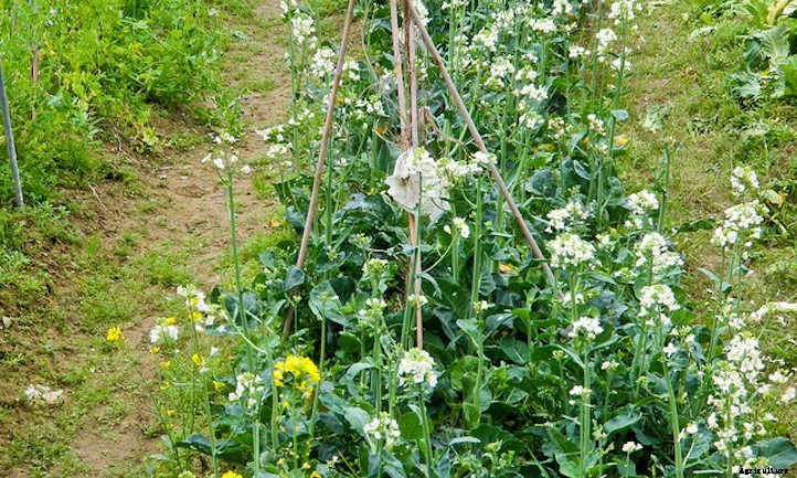 Growing Chinese Broccoli: Delicious Gai Lan