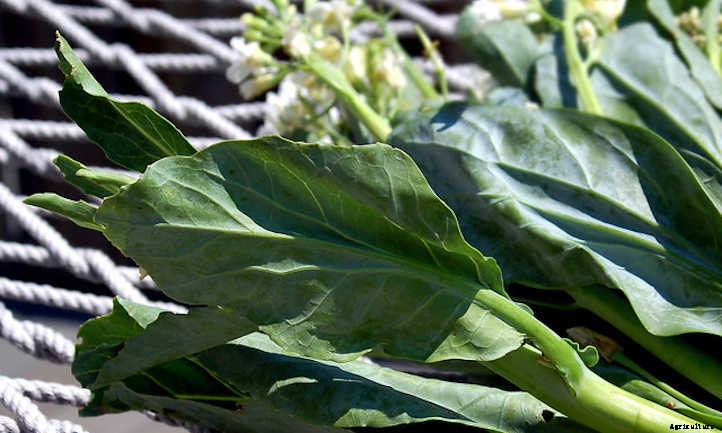 Growing Chinese Broccoli: Delicious Gai Lan