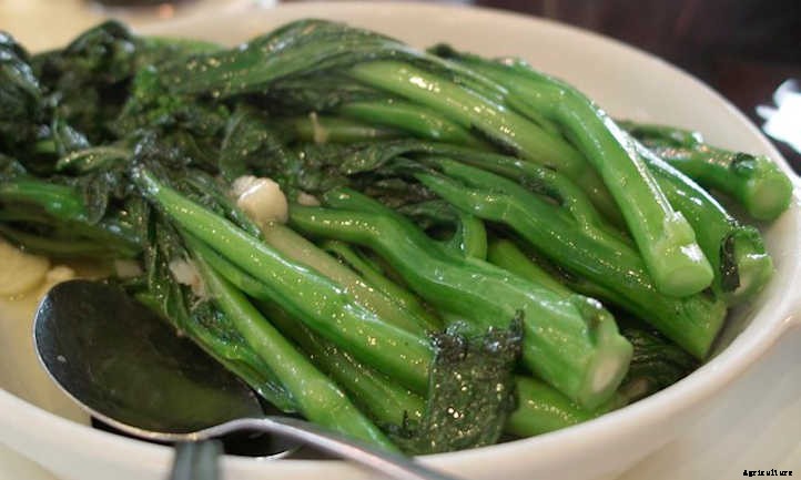 Growing Chinese Broccoli: Delicious Gai Lan