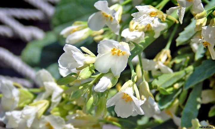 Growing Chinese Broccoli: Delicious Gai Lan