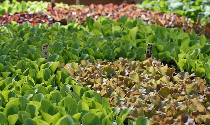 Lettuce Companion Plants For Great Green Growth