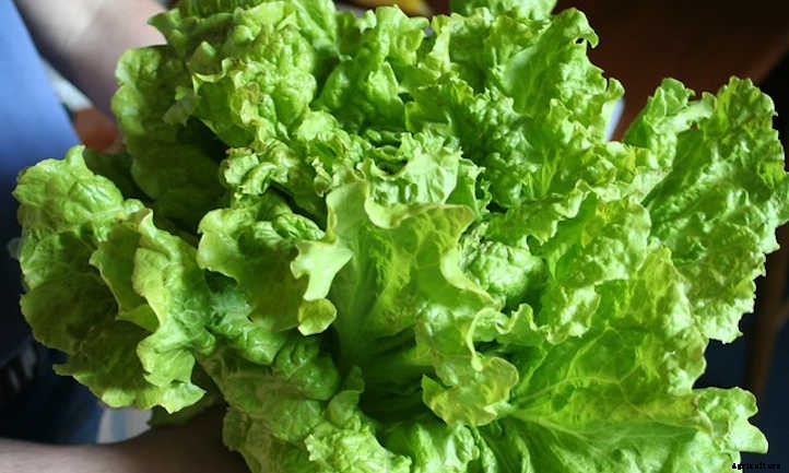 Lettuce Companion Plants For Great Green Growth