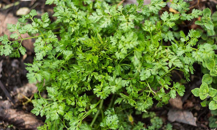 Growing Chervil, One Of France’s Fines Herbes