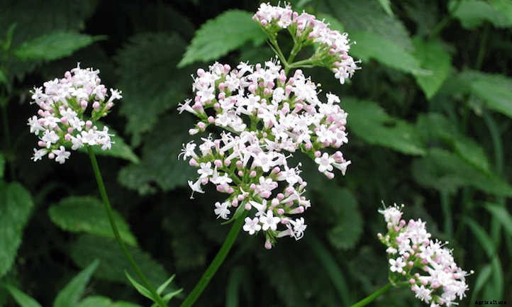 Growing Chervil, One Of France’s Fines Herbes