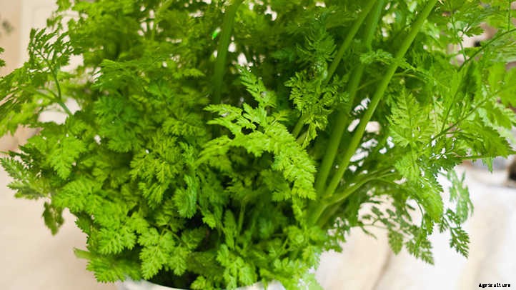 Growing Chervil, One Of France’s Fines Herbes