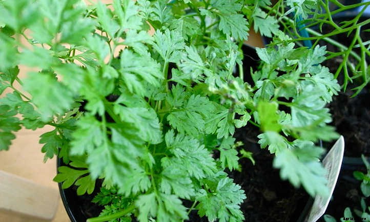 Growing Chervil, One Of France’s Fines Herbes