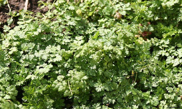 Growing Chervil, One Of France’s Fines Herbes