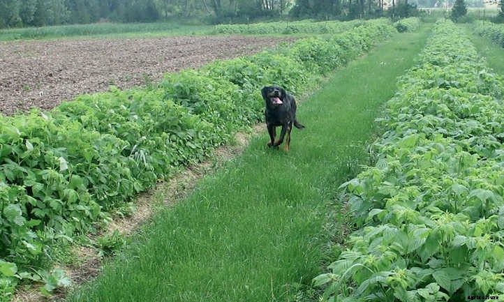 Growing Chervil, One Of France’s Fines Herbes