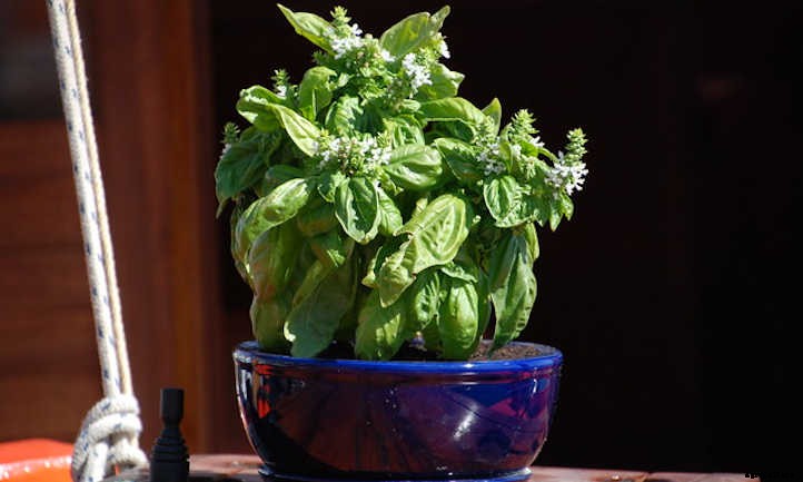 Growing Basil Indoors All Year Long