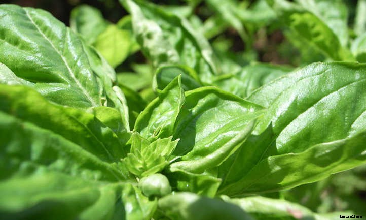 Growing Basil Indoors All Year Long