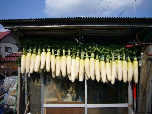Growing Daikon Radish: Massive And Mild-Flavored