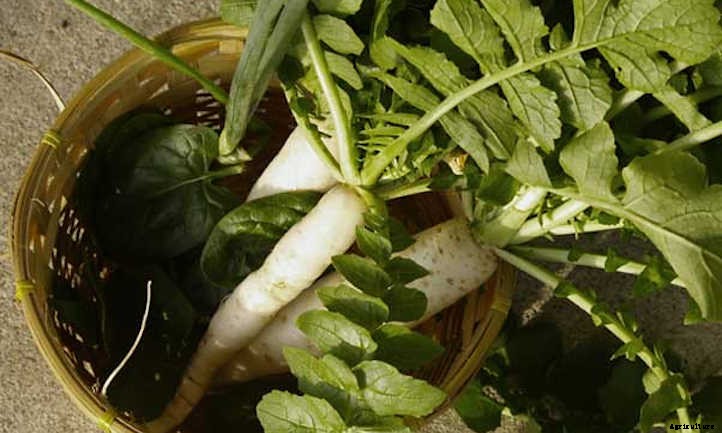 Growing Daikon Radish: Massive And Mild-Flavored