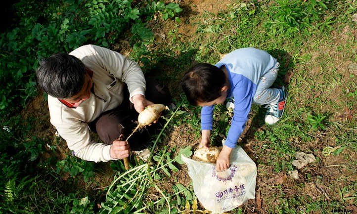Growing Daikon Radish: Massive And Mild-Flavored