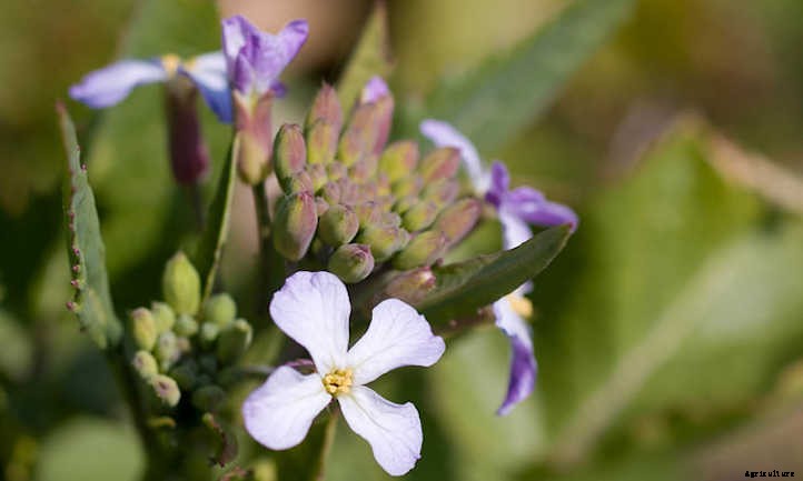 Growing Daikon Radish: Massive And Mild-Flavored