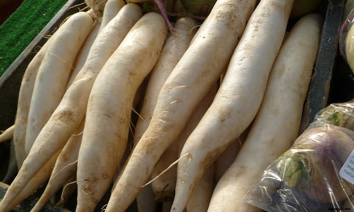 Growing Daikon Radish: Massive And Mild-Flavored