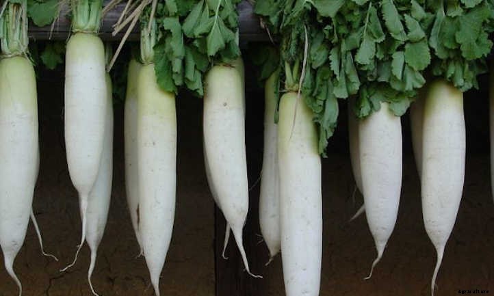 Growing Daikon Radish: Massive And Mild-Flavored