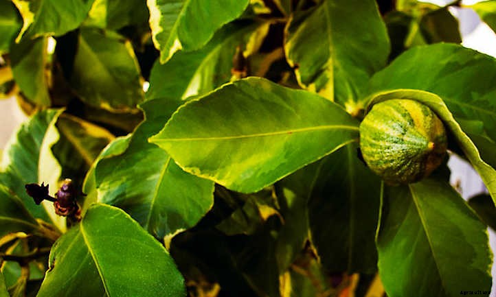 Pink Lemonade Tree: Unusual Lemons You’ll Love