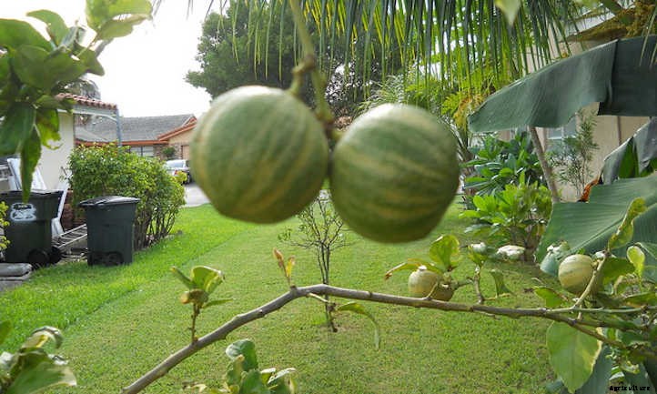 Pink Lemonade Tree: Unusual Lemons You’ll Love