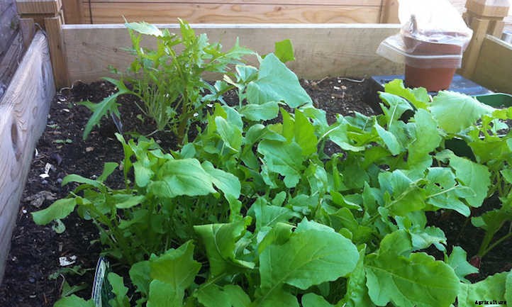 Arugula Companion Plants: Good Growing Buddies
