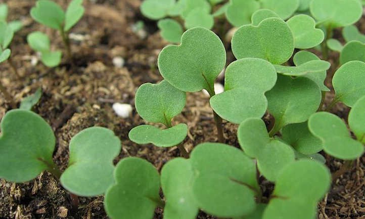 Arugula Companion Plants: Good Growing Buddies