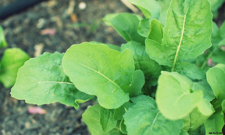 Arugula Companion Plants: Good Growing Buddies