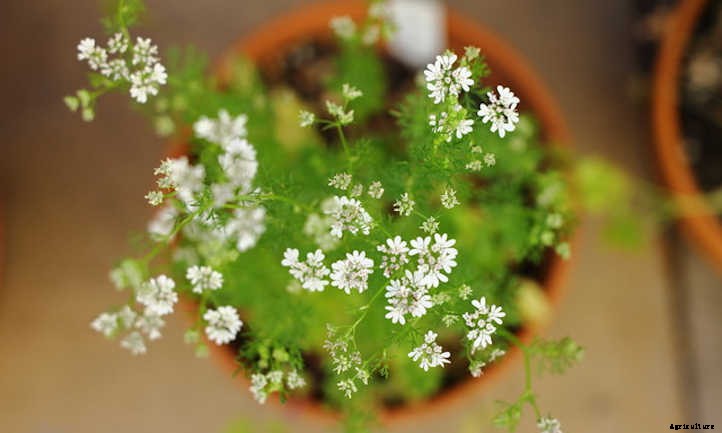 Growing Cilantro Indoors: A Primer