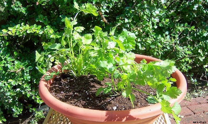 Growing Cilantro Indoors: A Primer