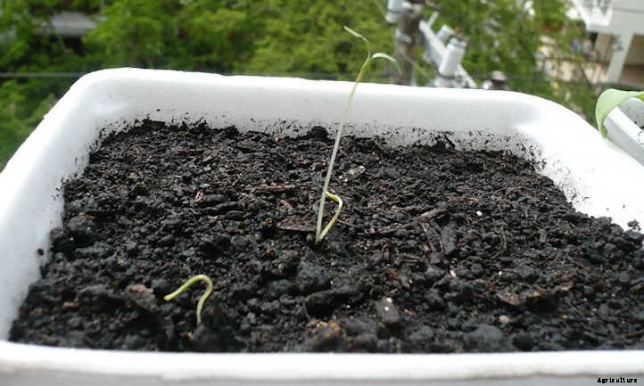 Growing Cilantro Indoors: A Primer