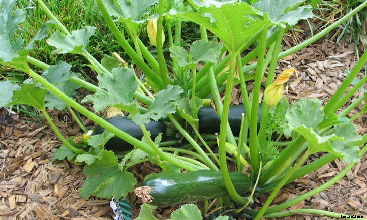 Broccoli Companion Plants To Consider
