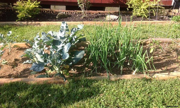 Broccoli Companion Plants To Consider