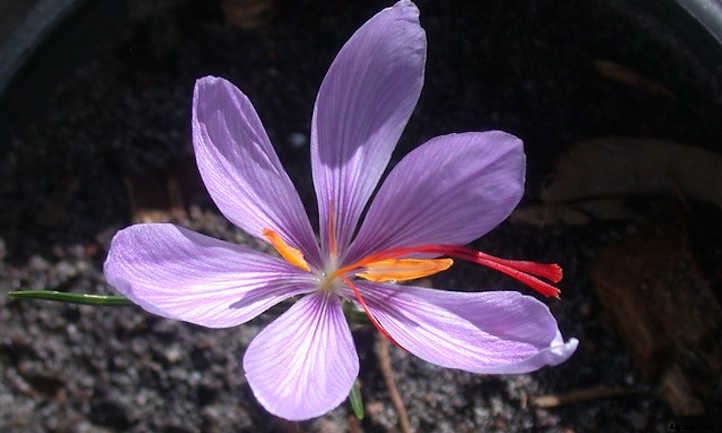 How To Grow Saffron: The Most Expensive Spice