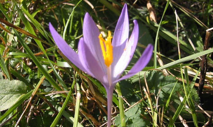 How To Grow Saffron: The Most Expensive Spice