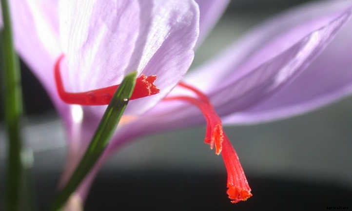 How To Grow Saffron: The Most Expensive Spice