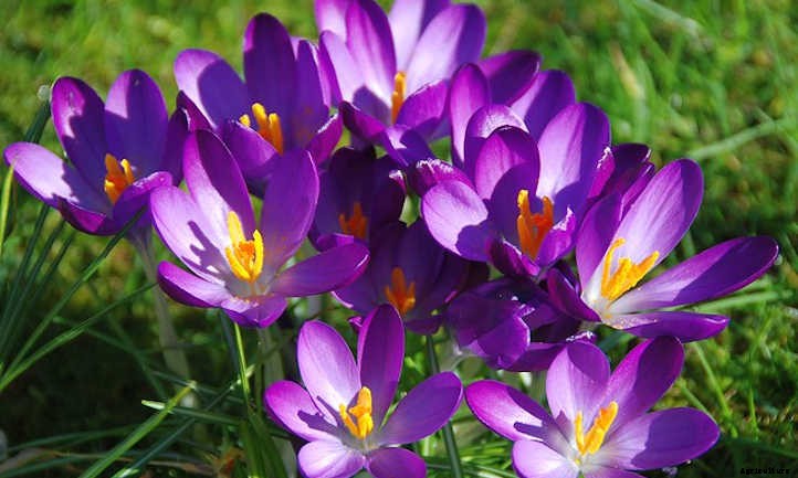 How To Grow Saffron: The Most Expensive Spice