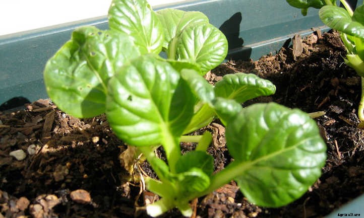 Growing Tatsoi, The Spoon-Shaped Mustard