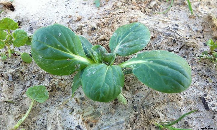 Growing Tatsoi, The Spoon-Shaped Mustard