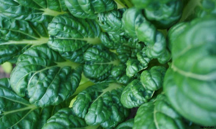 Growing Tatsoi, The Spoon-Shaped Mustard