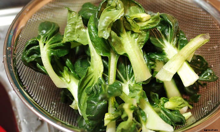 Growing Tatsoi, The Spoon-Shaped Mustard