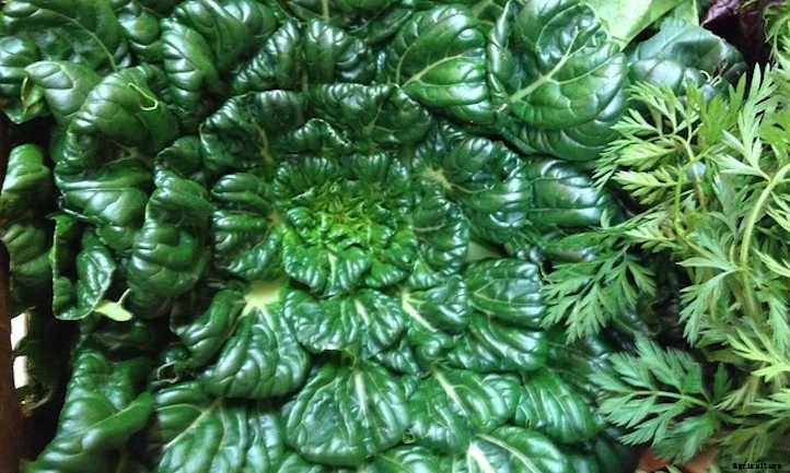 Growing Tatsoi, The Spoon-Shaped Mustard