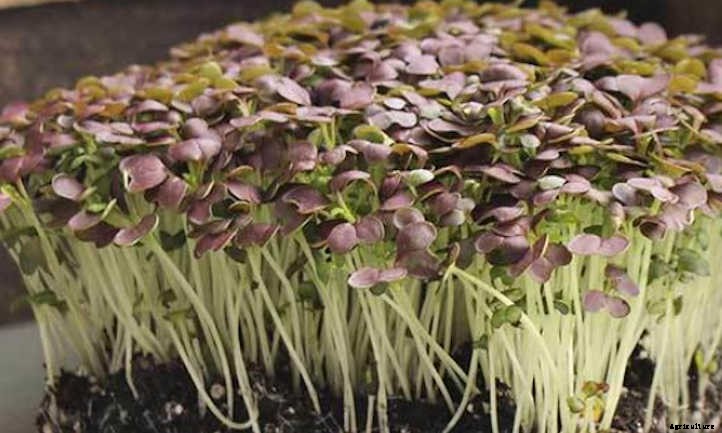 How to Grow Mustard Microgreens Fast and Easy